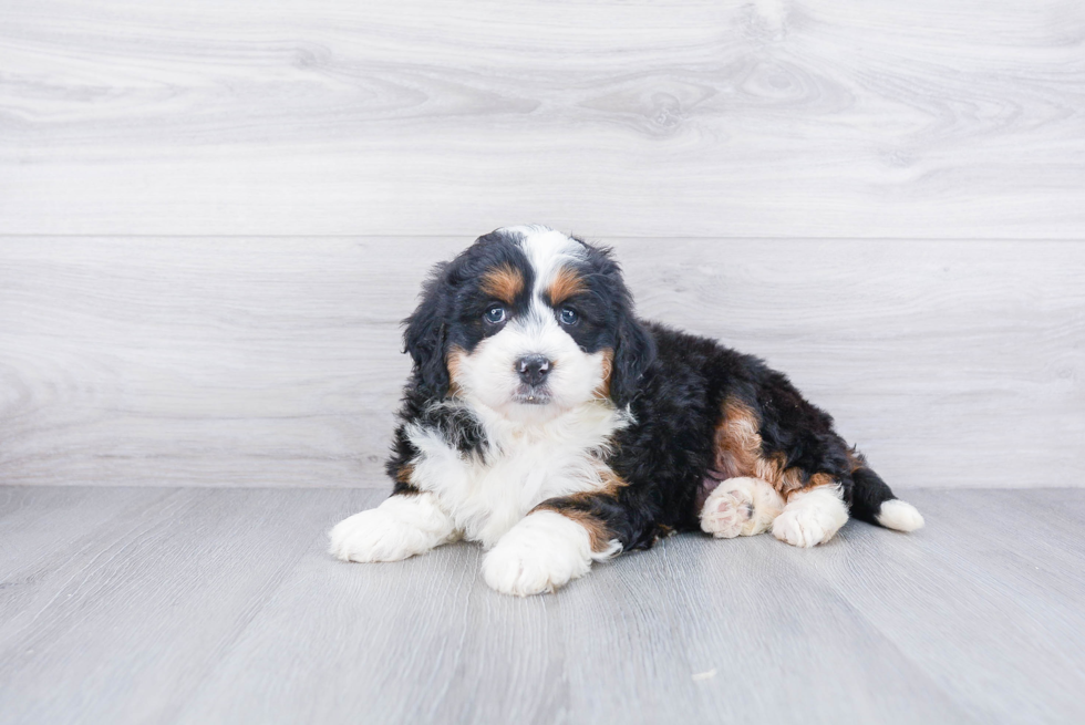 Small Mini Bernedoodle Baby