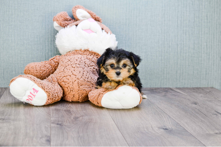 Adorable Yorkie Designer Puppy