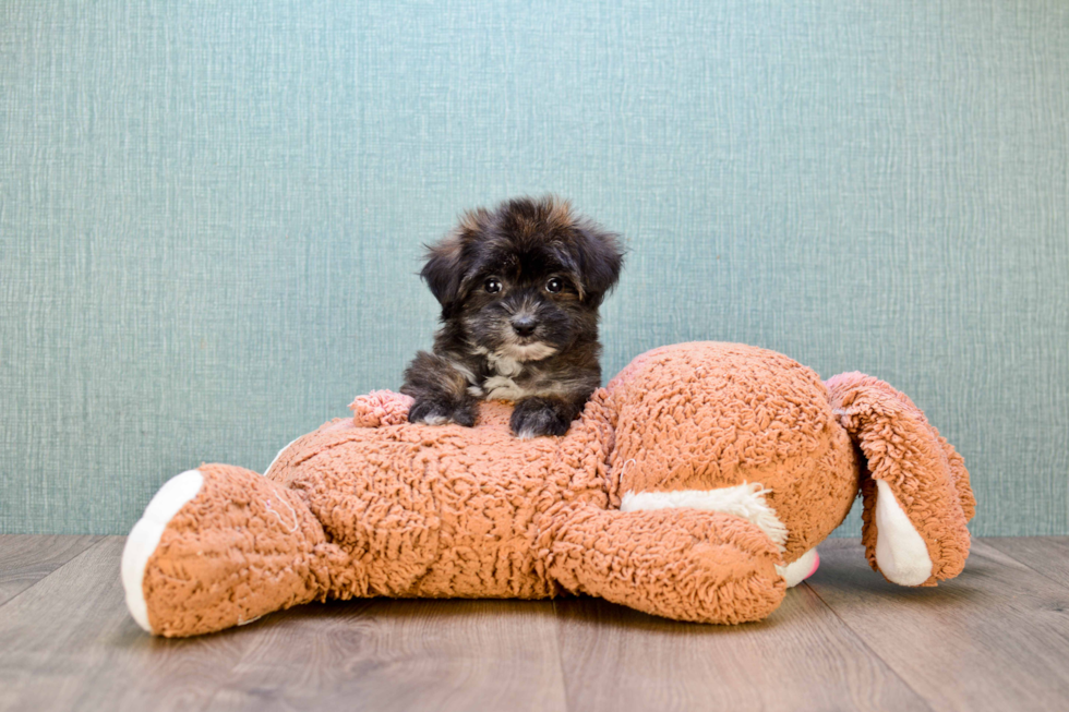 Smart Morkie Designer Pup