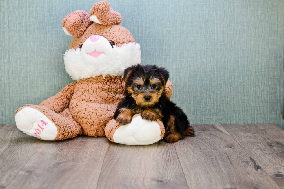 Meet Izzie - our Yorkshire Terrier Puppy Photo 