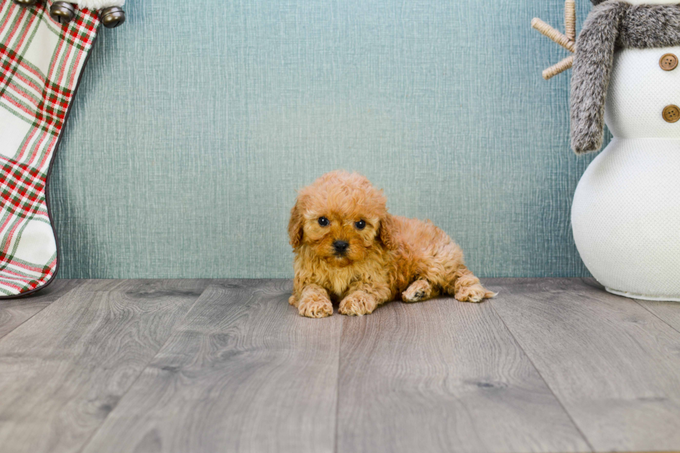 Energetic Cavoodle Poodle Mix Puppy
