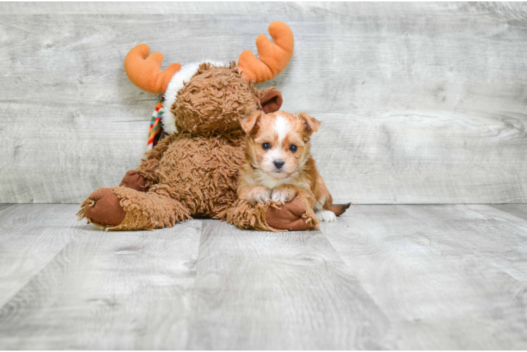 Smart Morkie Designer Pup