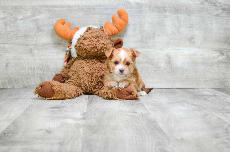 Smart Morkie Designer Pup