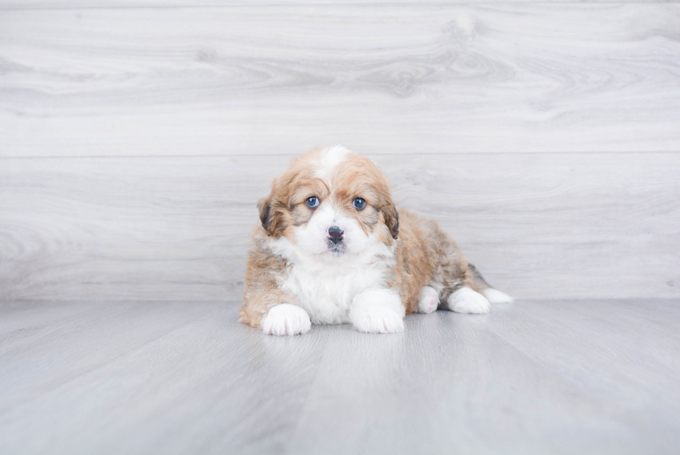 Popular Mini Bernedoodle Poodle Mix Pup