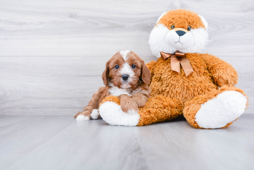 Cavapoo Pup Being Cute