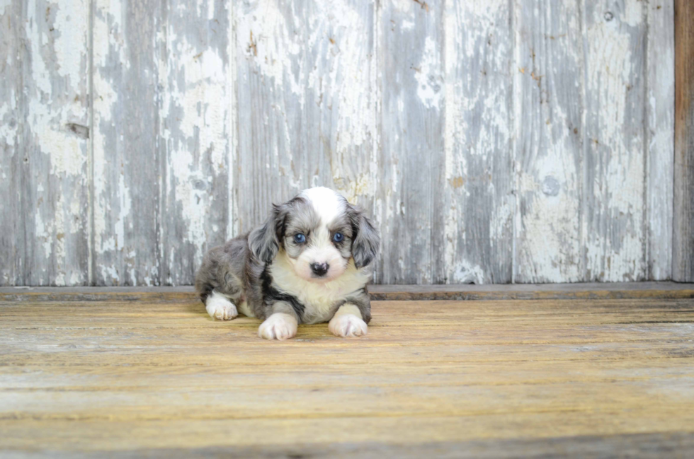 Mini Aussiedoodle Pup Being Cute