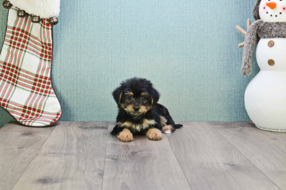 Fluffy Morkie Designer Pup