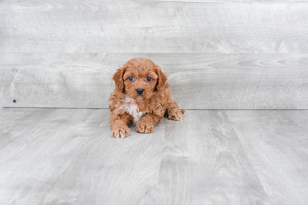Fluffy Cavapoo Poodle Mix Pup