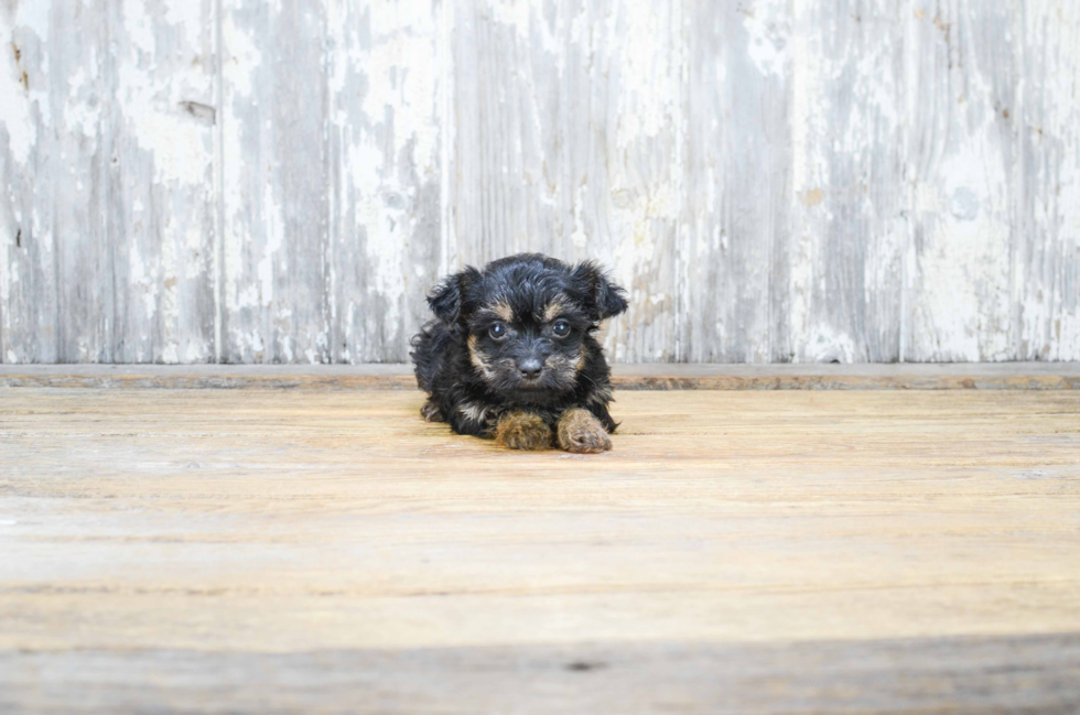 Small Yorkie Poo Baby