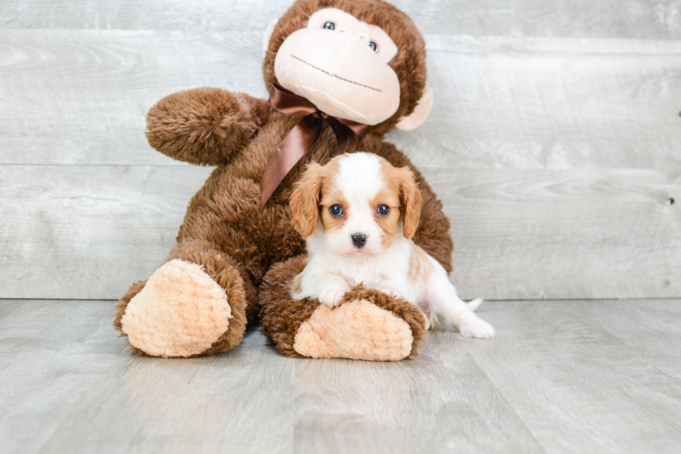 Cavalier King Charles Spaniel Puppy for Adoption