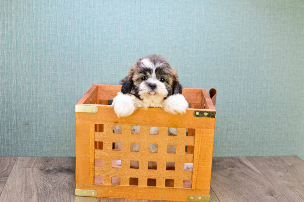 Best Teddy Bear Baby