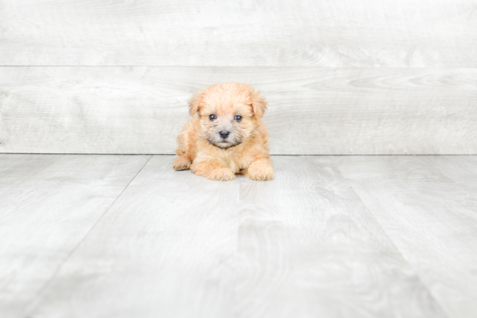Fluffy Morkie Designer Pup