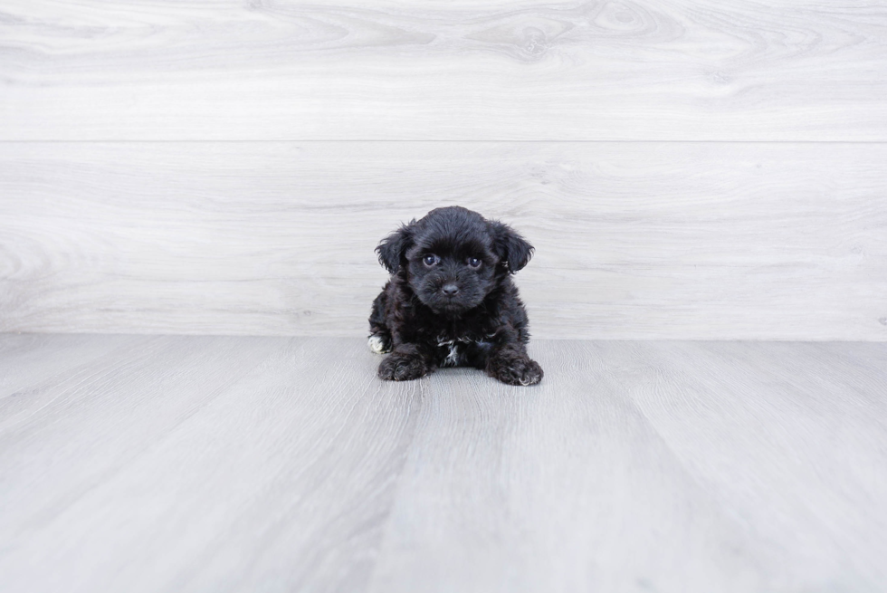 Little Yorkie Doodle Poodle Mix Puppy