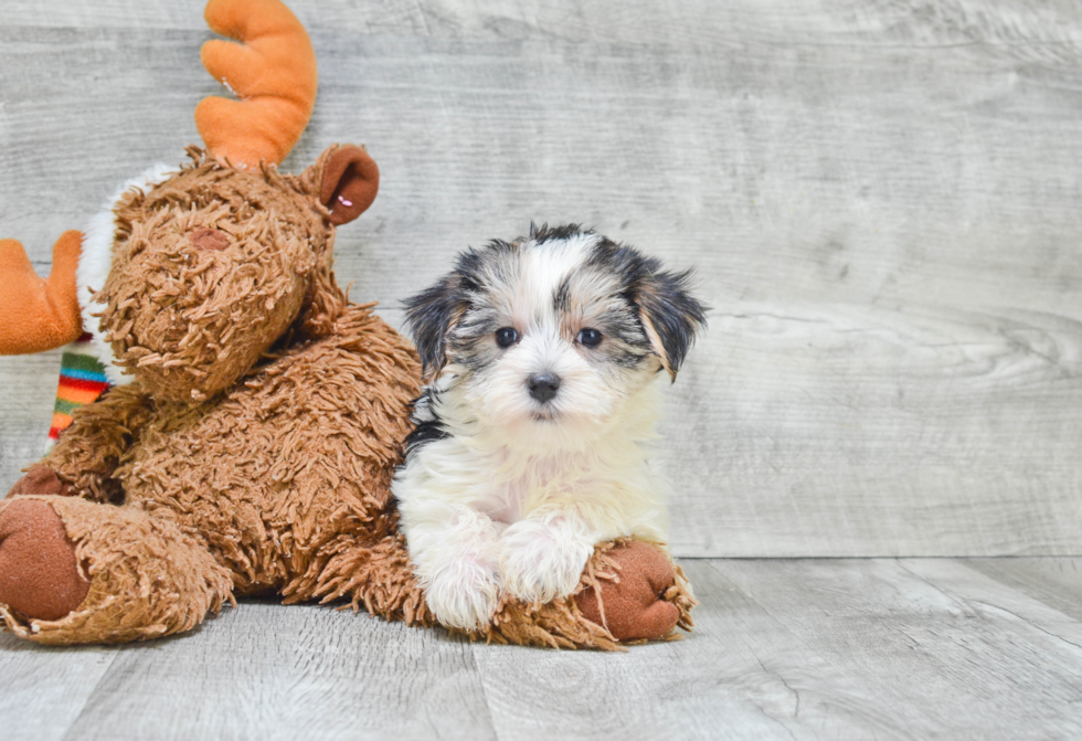 Petite Morkie Designer Pup