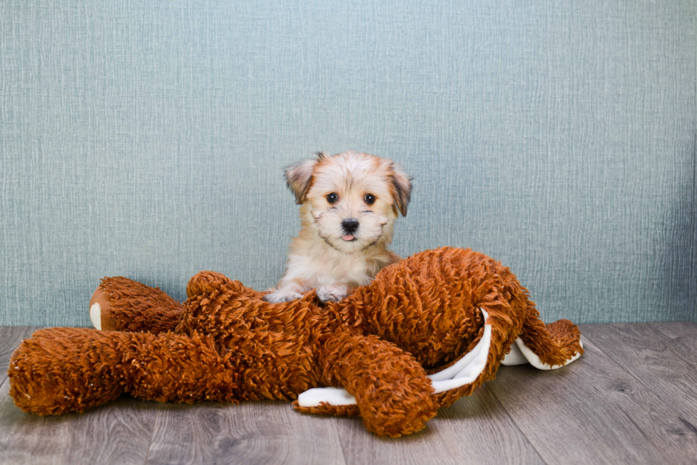 Small Morkie Baby
