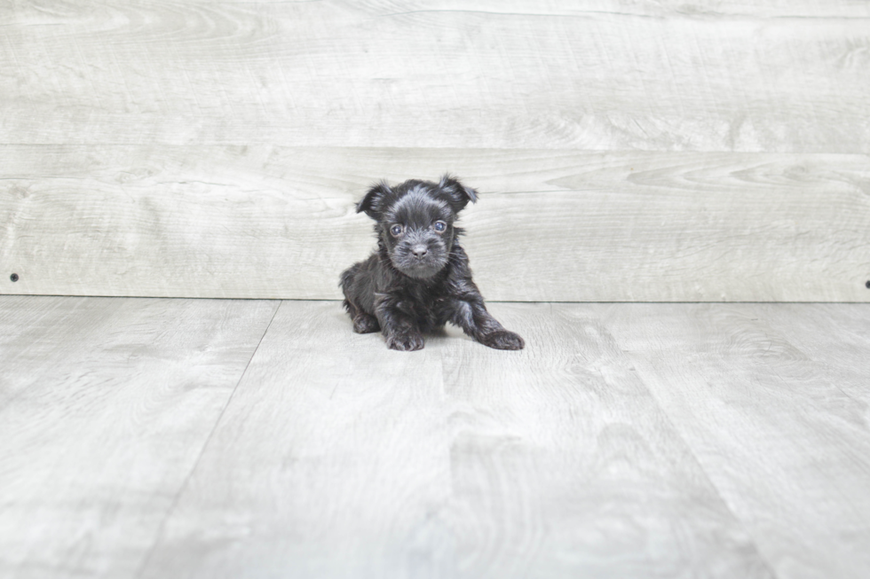 Little Yorkie Designer Puppy