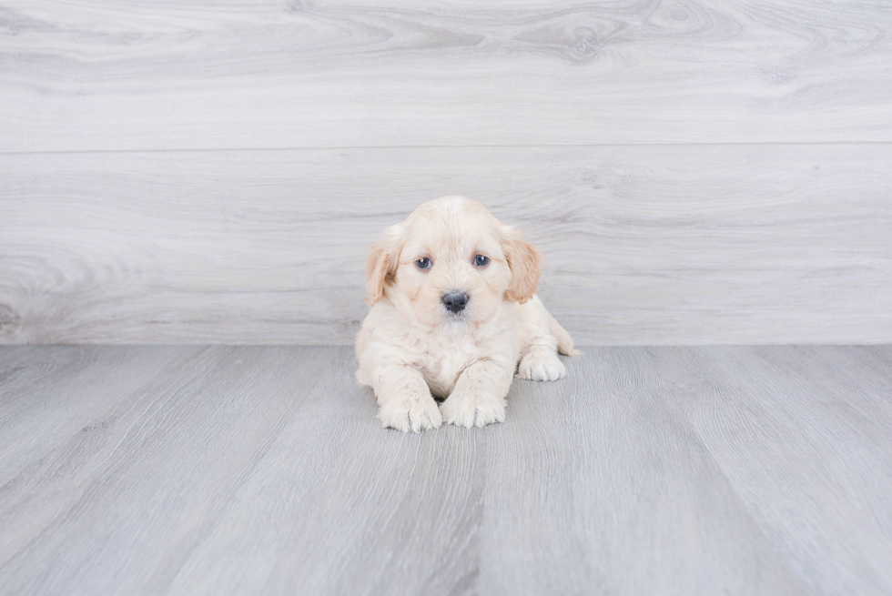 Adorable Mini Berniedoodle Poodle Mix Puppy