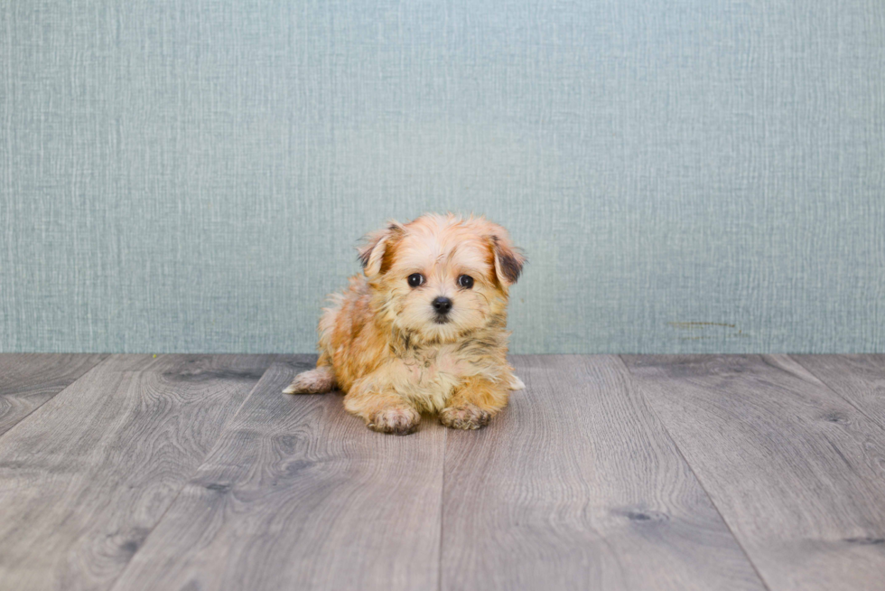 Funny Morkie Designer Pup
