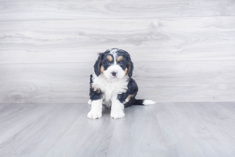 Best Mini Bernedoodle Baby
