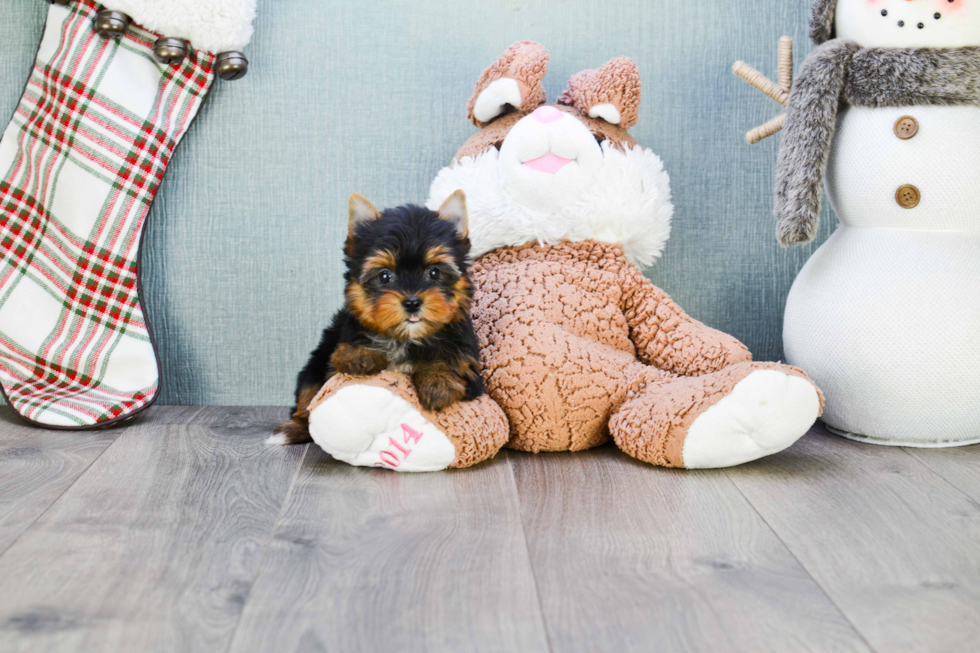 Meet Tinkerbell - our Yorkshire Terrier Puppy Photo 