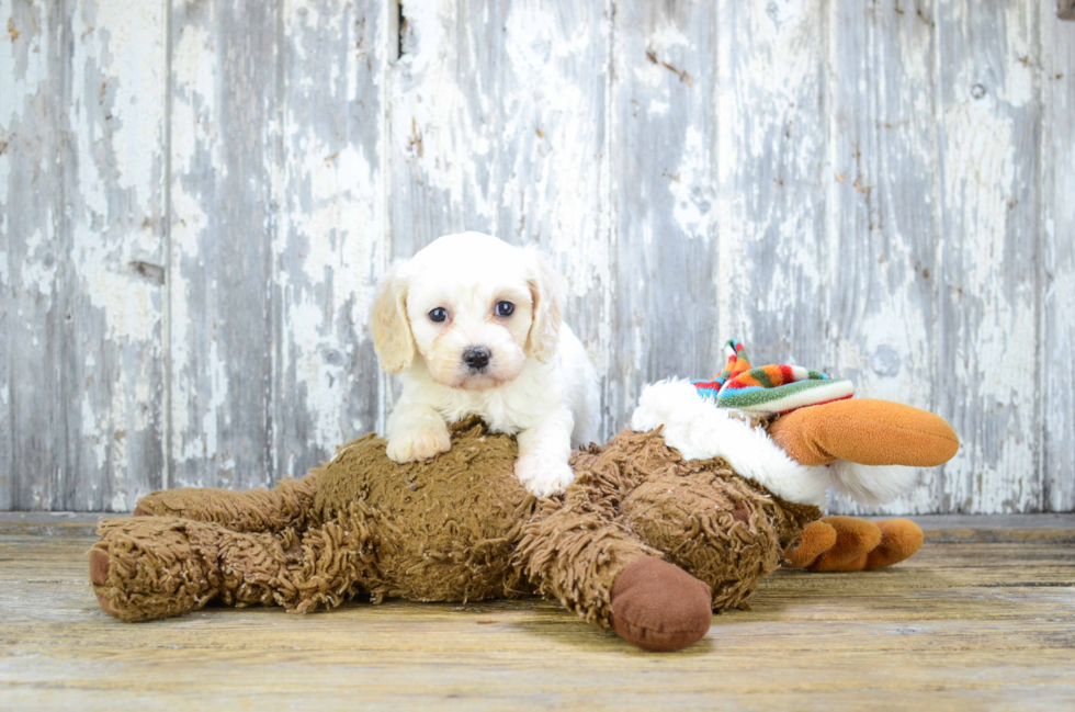 Best Cavachon Baby