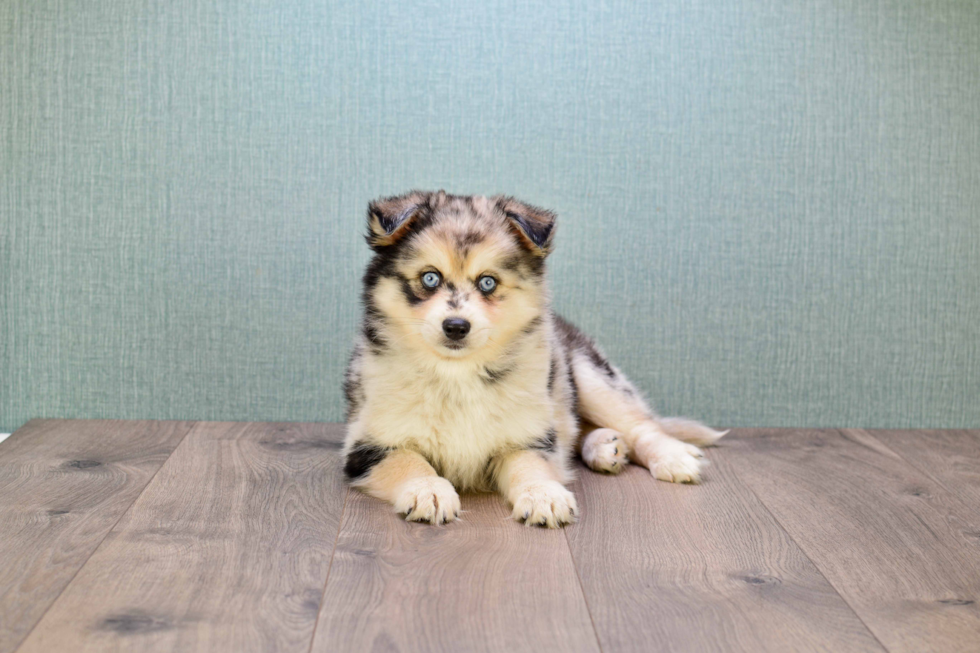 Best Pomsky Baby