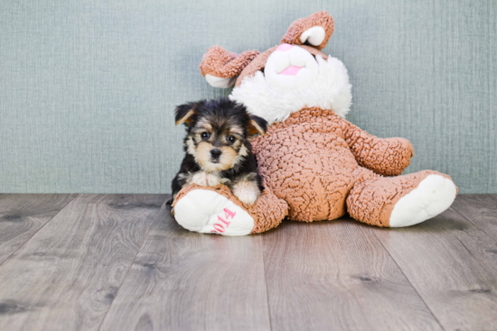 Morkie Puppy for Adoption