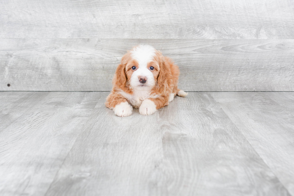 Friendly Mini Bernedoodle Baby