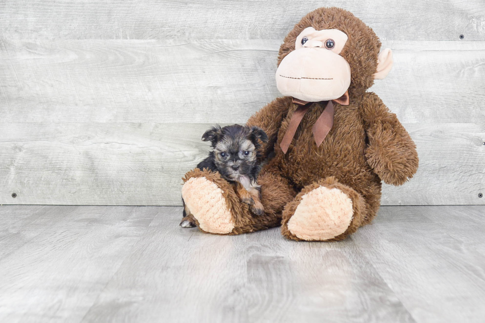 Best Morkie Baby