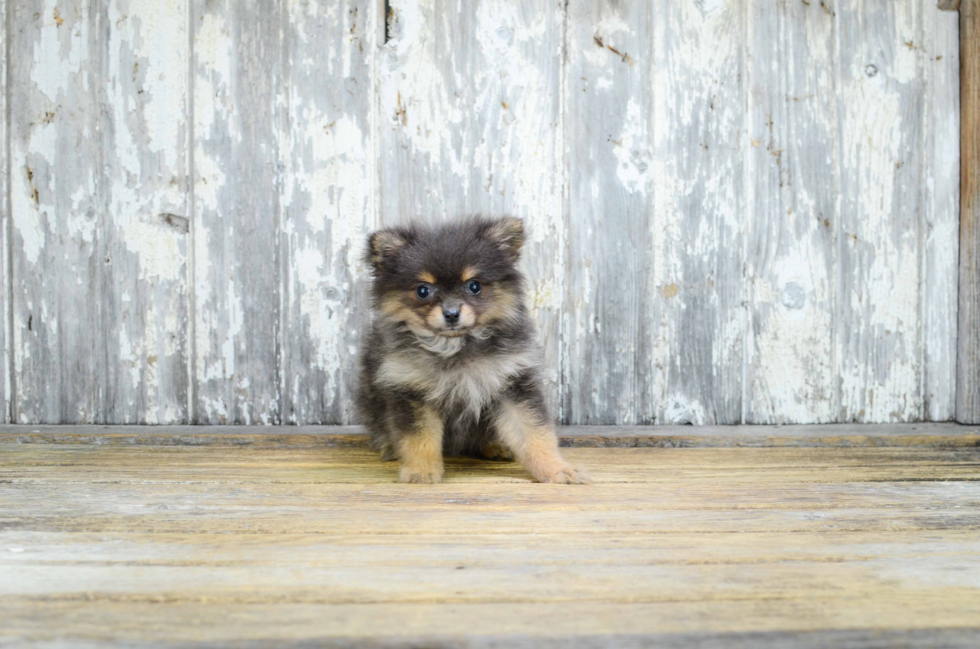 Best Pomeranian Baby