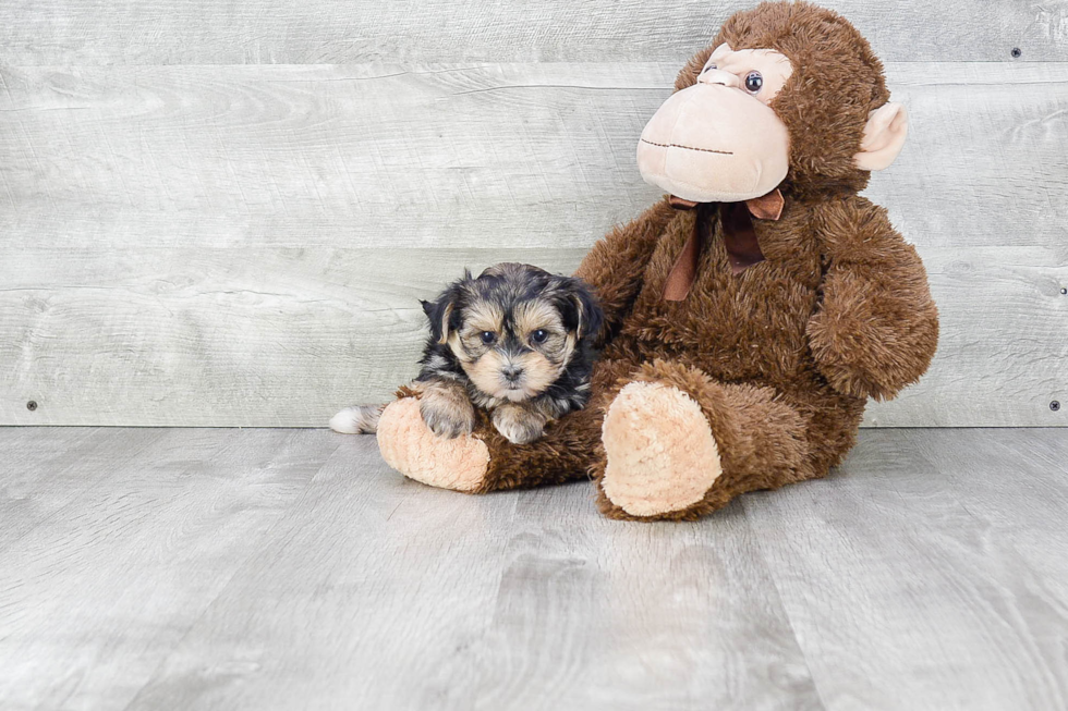 Small Morkie Baby