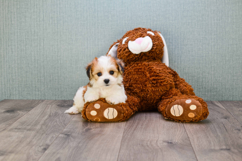 Petite Morkie Designer Pup