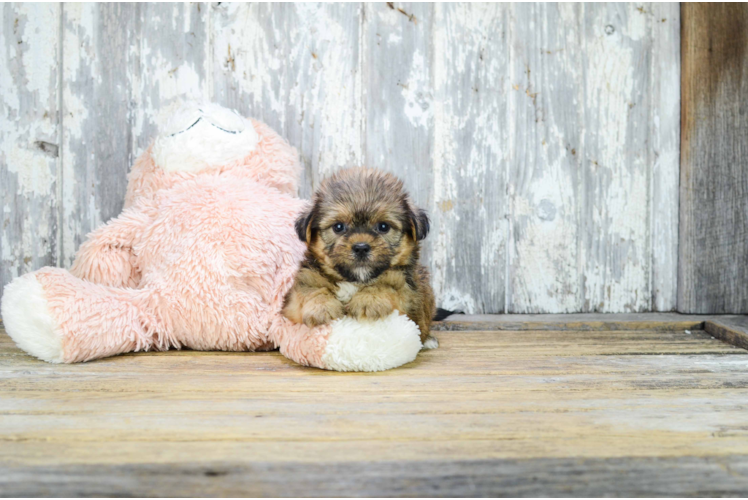 Fluffy Shorkie Designer Pup