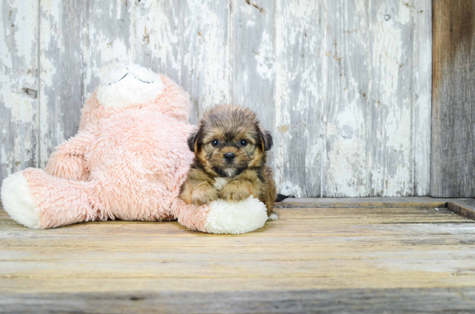 Fluffy Shorkie Designer Pup