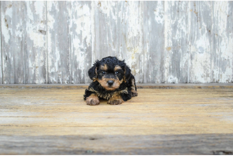 Smart Yorkie Poo Poodle Mix Pup