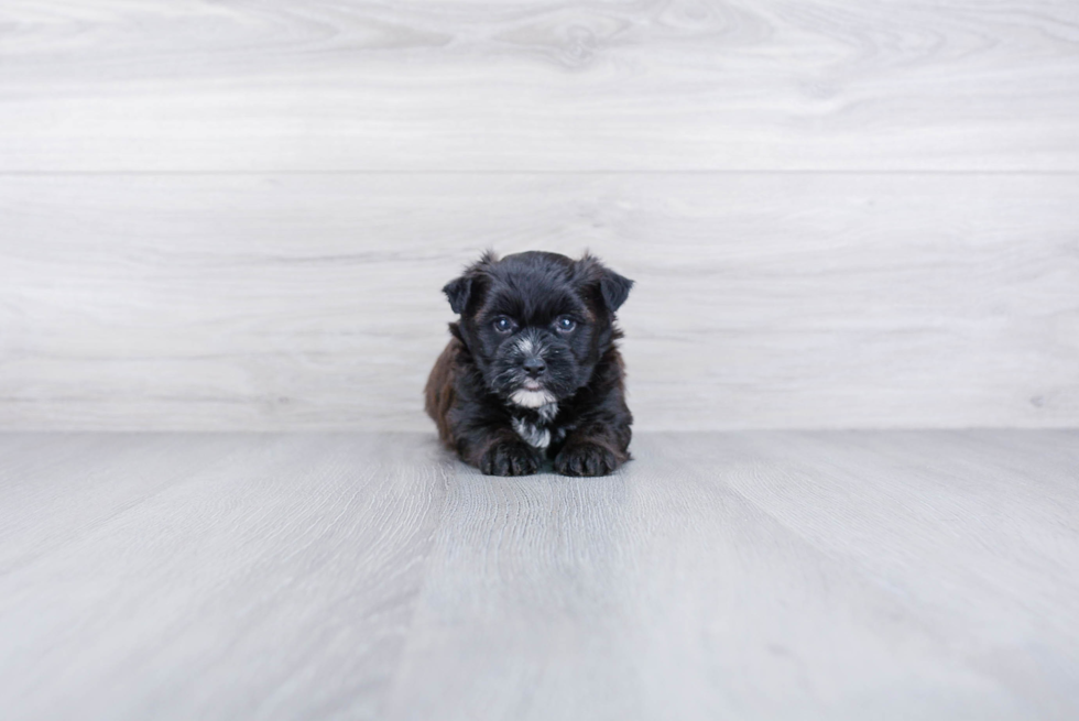 Playful Yorkie Designer Puppy