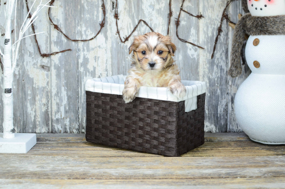 Sweet Morkie Baby