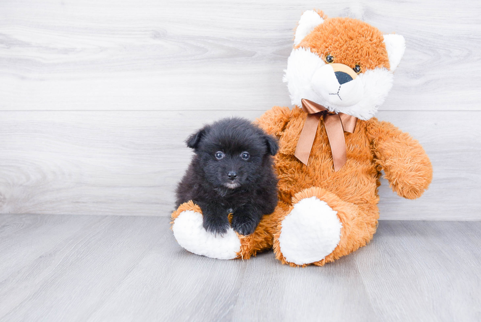 Akc Registered Pomeranian Purebred Pup