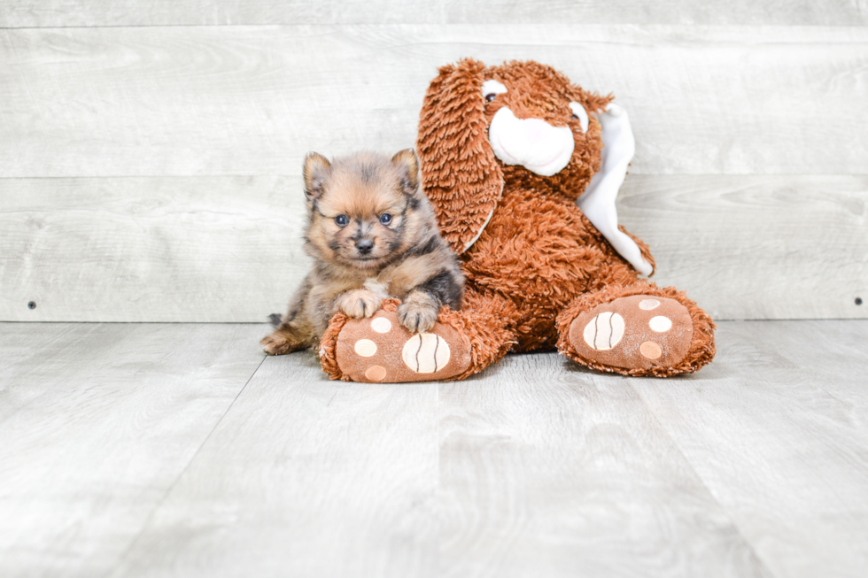 Best Pomeranian Baby