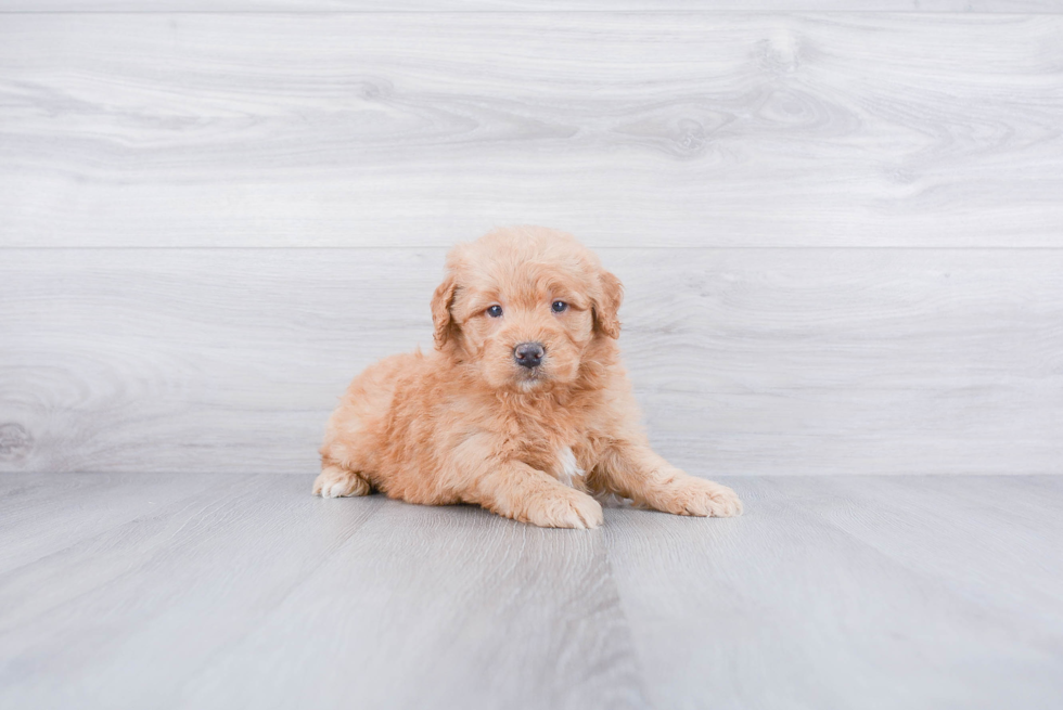 Popular Mini Goldendoodle Poodle Mix Pup