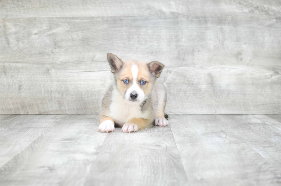 Funny Pomsky Designer Pup
