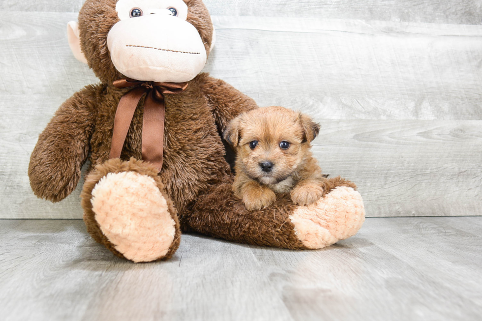 Morkie Pup Being Cute