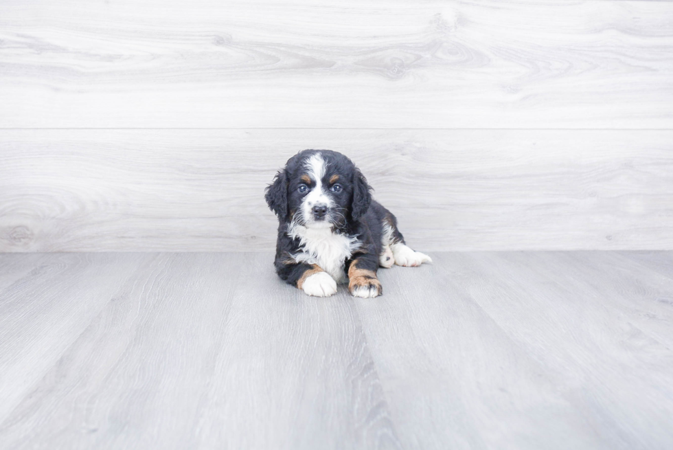Mini Bernedoodle Puppy for Adoption