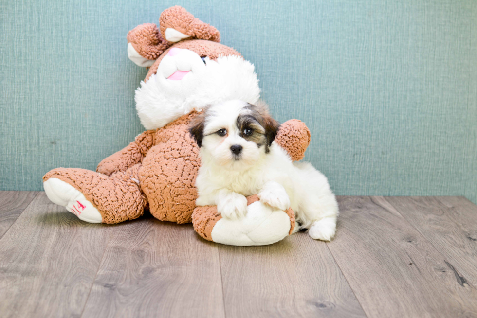 Small Teddy Bear Baby