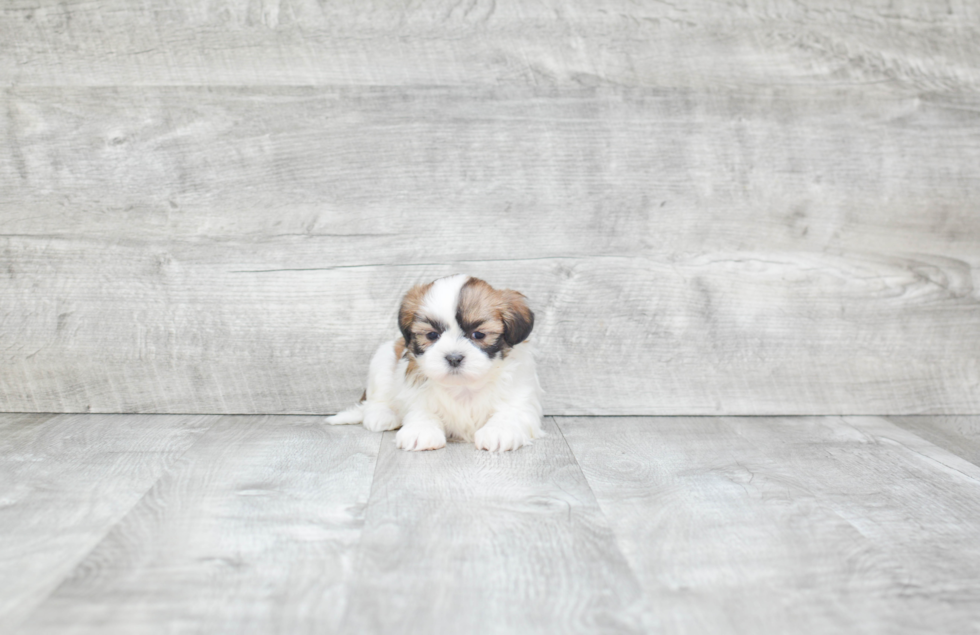 Petite Teddy Bear Designer Pup