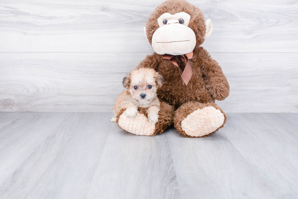 Morkie Pup Being Cute