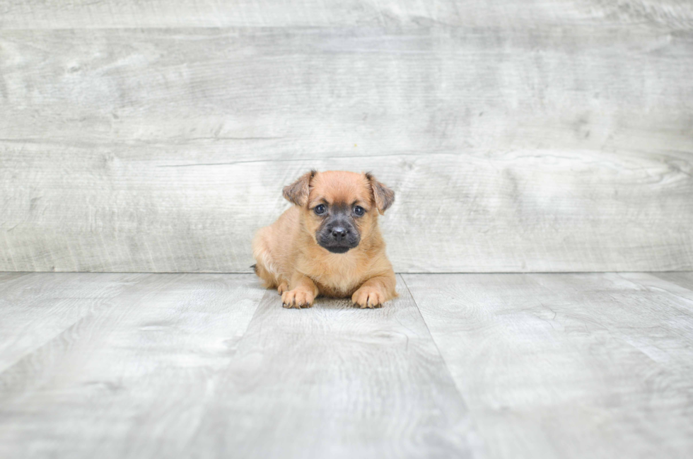 Morkie Puppy for Adoption