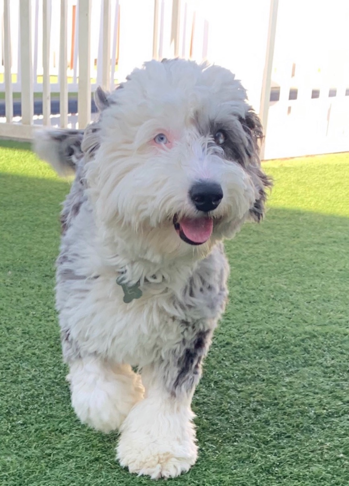 Hypoallergenic Mini Sheepadoodle Poodle Mix Pup