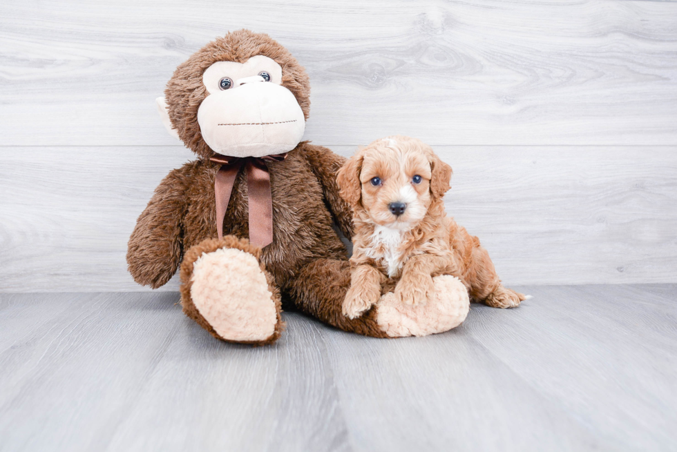 Adorable Cockerpoo Poodle Mix Puppy