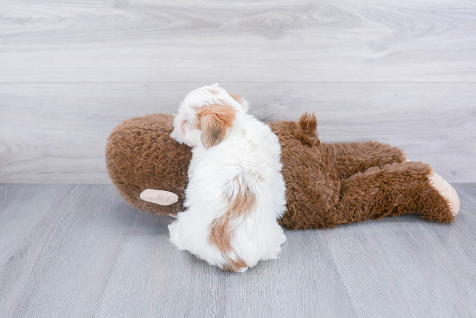 Morkie Puppy for Adoption